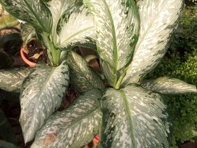 Диффенбахия «Тропикал Тики» (Dieffenbachia 'Tropical Tiki') Диффенбахия «Тропикал Тики» (Dieffenbachia 'Tropical Tiki')