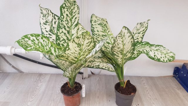 Диффенбахия «Уайт Близзард» (Dieffenbachia 'White Blizzard') Диффенбахия «Уайт Близзард» (Dieffenbachia 'White Blizzard')