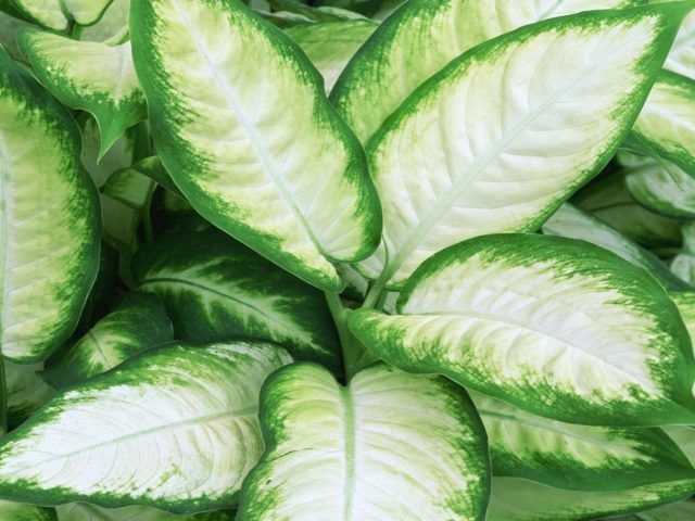 Диффенбахия «Тропик Марианна» (Dieffenbachia 'Tropic Мarianne') Диффенбахия «Тропик Марианна» (Dieffenbachia 'Tropic Мarianne')
