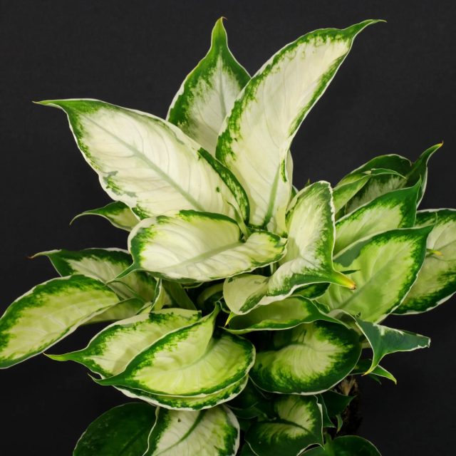Диффенбахия «Кул Бьюти» (Dieffenbachia 'Cool Beauty') Диффенбахия «Кул Бьюти» (Dieffenbachia 'Cool Beauty')