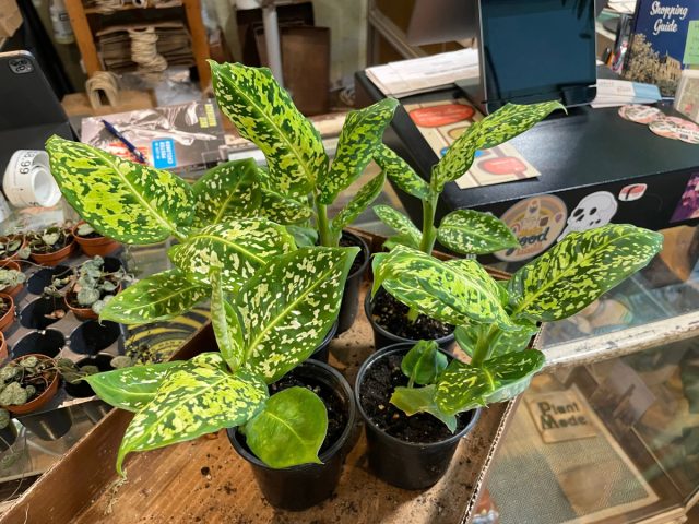 Диффенбахия «Рефлектор» (Dieffenbachia 'Reflector') Диффенбахия «Рефлектор» (Dieffenbachia 'Reflector')