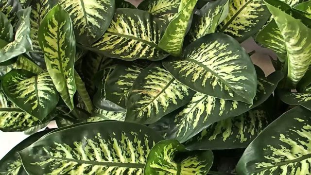 Диффенбахия «Тропик Сноу» (Dieffenbachia 'Tropic Snow') Диффенбахия «Тропик Сноу» (Dieffenbachia 'Tropic Snow')