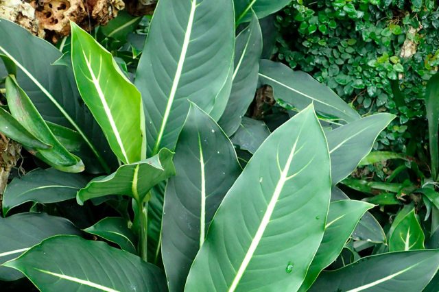 Диффенбахия Леопольда (Dieffenbachia leopoldii W.Bull) Диффенбахия Леопольда (Dieffenbachia leopoldii W.Bull)