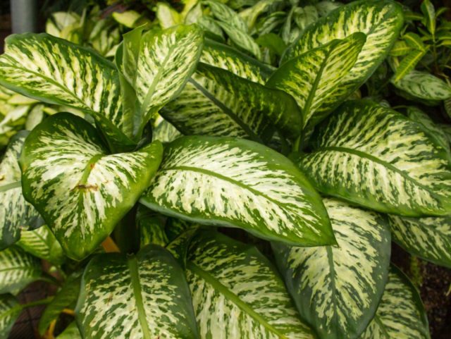 Диффенбахия «Мароба» (Dieffenbachia 'Maroba') Диффенбахия «Мароба» (Dieffenbachia 'Maroba')