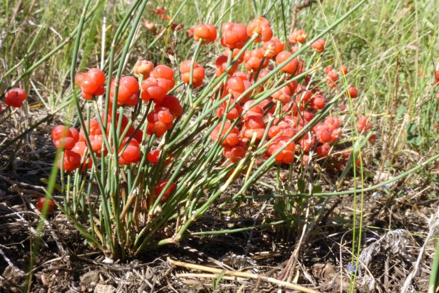 Хвойник, или эфедра двухколосковая (Ephedra distachya) Хвойник, или эфедра двухколосковая (Ephedra distachya)