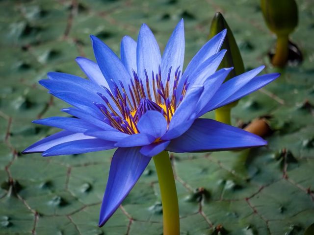 Голубой лотос (Nymphaea caerulea) Голубой лотос (Nymphaea caerulea)