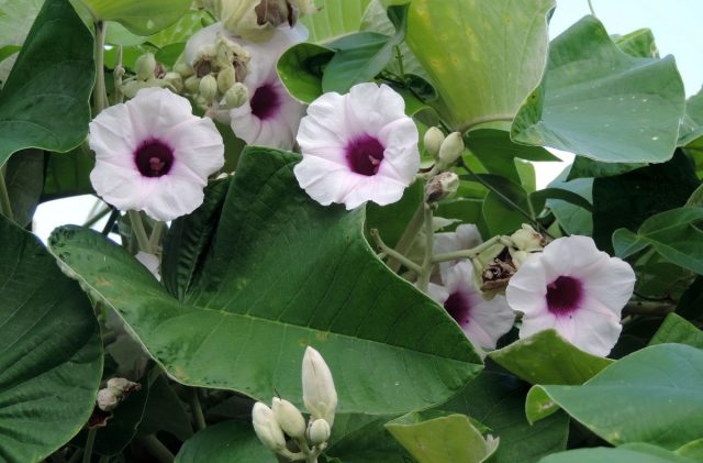 Роза гавайская (Argyreia nervosa) Роза гавайская (Argyreia nervosa)