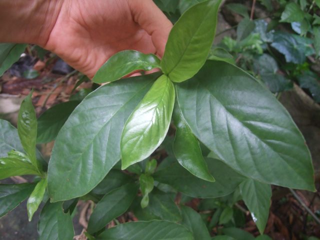 Психотрия зеленая (Psychotria viridis) Психотрия зеленая (Psychotria viridis)