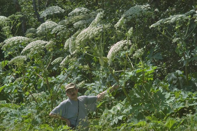 Выращивание борщевика Сосновского (Heracleum sosnowskyi) или отсутствие мер борьбы может привести к штрафам Выращивание борщевика Сосновского (Heracleum sosnowskyi) или отсутствие мер борьбы может привести к штрафам