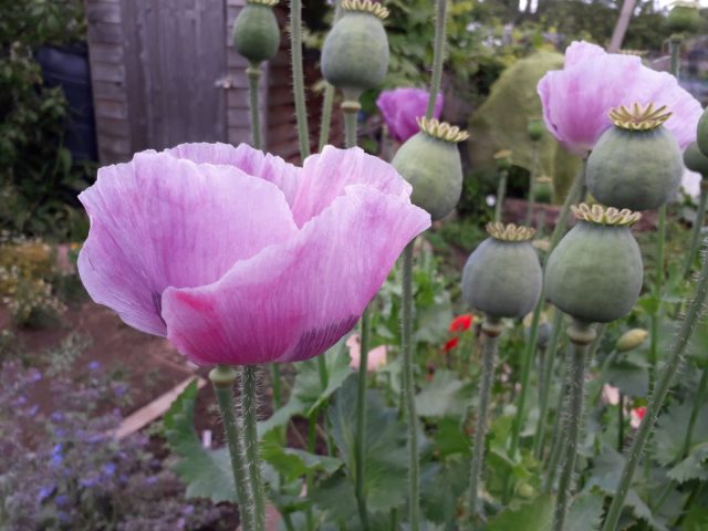 Мак снотворный (Papaver somniferum) Мак снотворный (Papaver somniferum)