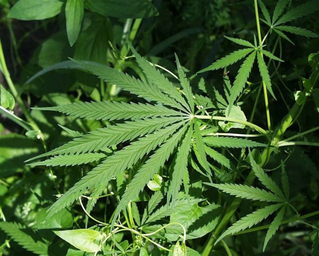 Конопля (Cannabis) Конопля (Cannabis)
