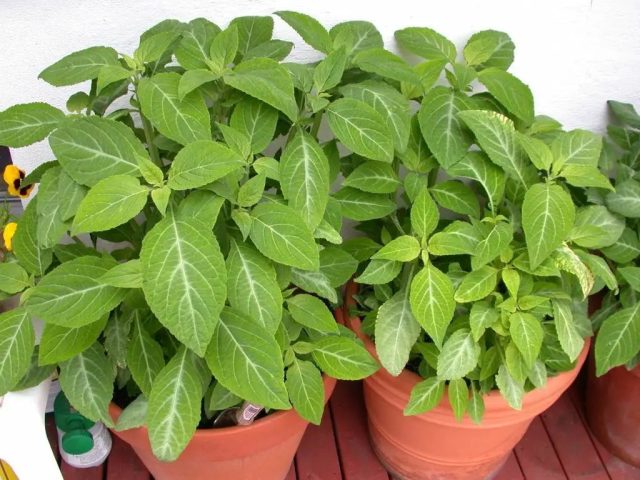 Шалфей предсказателей (Salvia pinorum) Шалфей предсказателей (Salvia pinorum)