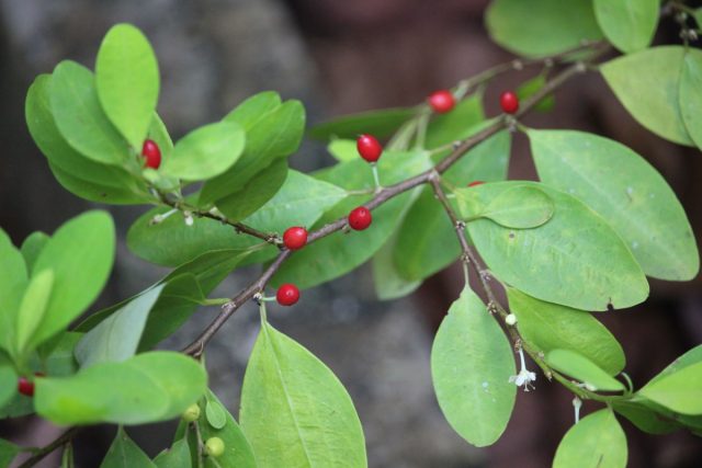 Кока (Erythroxylum coca) Кока (Erythroxylum coca)