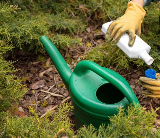 6 этапов ухода за хвойными осенью — готовим растения к зимовке правильно