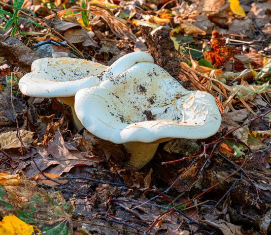 Белый груздь и его двойники: как отличить друг от друга и приготовить грибную закуску - Грибы Белый груздь и его двойники: как отличить друг от друга и приготовить грибную закуску