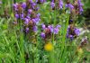Чем знаменита черноголовка крупноцветковая — все о пестром почвопокровном растении