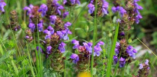 Чем знаменита черноголовка крупноцветковая — все о пестром почвопокровном растении