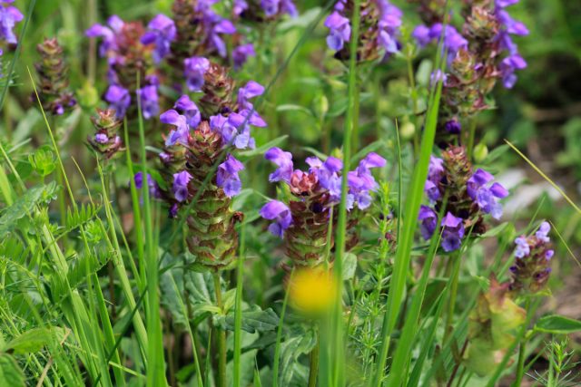 Чем знаменита черноголовка крупноцветковая — всё о пестром почвопокровном растении