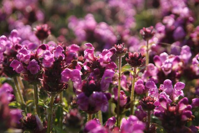 Черноголовка крупноцветковая «Рубра» (Prunella grandiflora ‘Rubra’) Черноголовка крупноцветковая «Рубра» (Prunella grandiflora ‘Rubra’)