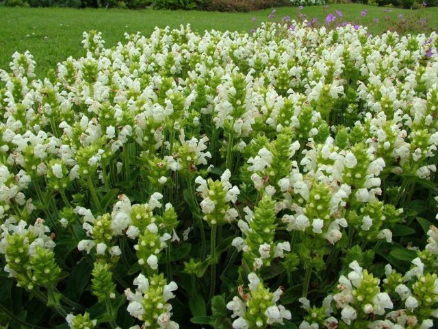 Черноголовка крупноцветковая «Альба» (Prunella grandiflora ‘Alba’) Черноголовка крупноцветковая «Альба» (Prunella grandiflora ‘Alba’)