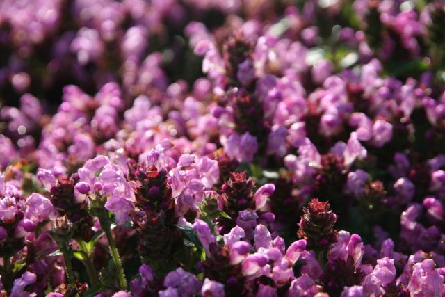 Черноголовка крупноцветковая «Пинк Ловлинес» (Prunella Grandiflora 'Pink Loveliness') Черноголовка крупноцветковая «Пинк Ловлинес» (Prunella Grandiflora 'Pink Loveliness')