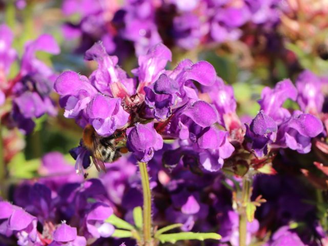 Черноголовка крупноцветковая «Белла Блю» (Prunella grandiflora 'Bella Blue') Черноголовка крупноцветковая «Белла Блю» (Prunella grandiflora 'Bella Blue')