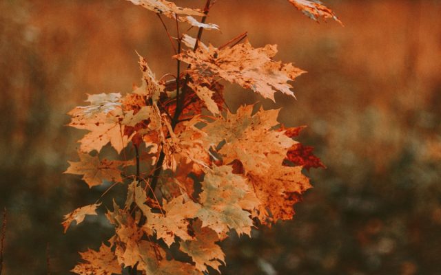 Клен осенью превращается в золотистого принца Клен осенью превращается в золотистого принца