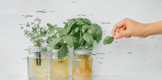 Домашний огород без земли, или Гидропоника своими руками