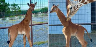Единственный в своем роде жираф без пятен родился в зоопарке США