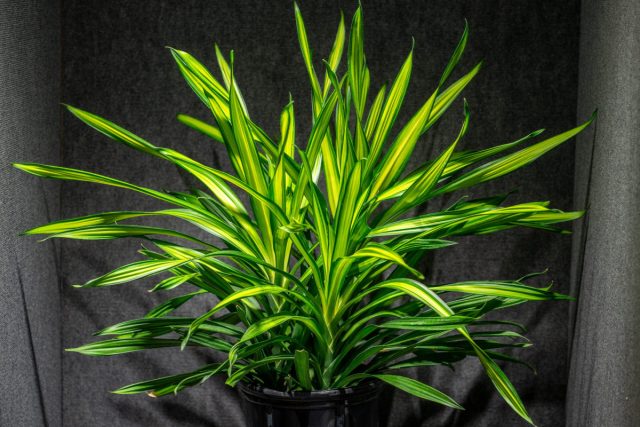 Драцена «Лимон Лайм» (Dracena ‘Lemon Lime’) Драцена «Лимон Лайм» (Dracena ‘Lemon Lime’)
