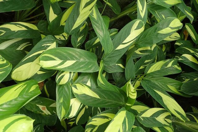 Ктенанта Лубберса (Ctenanthe lubbersiana) Ктенанта Лубберса (Ctenanthe lubbersiana)
