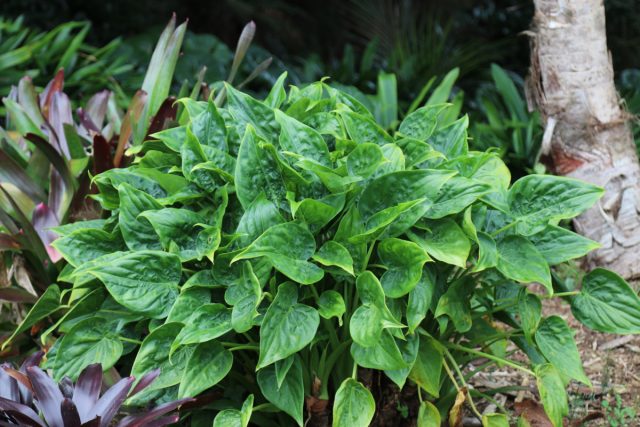 Алоказия кукулата или «ладонь Будды» (Alocasia cucullata) Алоказия кукулата или «ладонь Будды» (Alocasia cucullata)