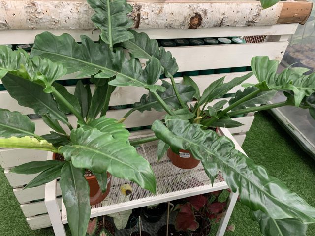 Филодендрон «Нэрроу Эскейп» (Philodendron ‘Narrow Escape’) Филодендрон «Нэрроу Эскейп» (Philodendron ‘Narrow Escape’)