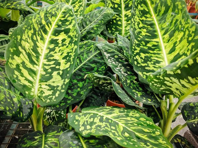 Диффенбахия пятнистая «Рефлектор» (Dieffenbachia maculata 'Reflector') Диффенбахия пятнистая «Рефлектор» (Dieffenbachia maculata 'Reflector')