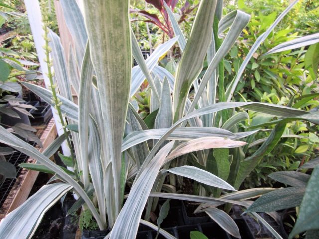Сансевиерия «Саюри» (Sansevieria ‘Sayuri’) Сансевиерия «Саюри» (Sansevieria ‘Sayuri’)