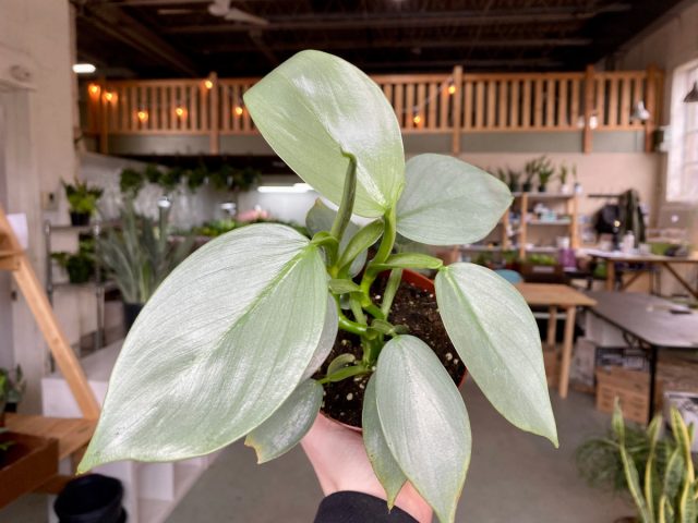 Филодендрон «Силвер Сворд» (Philodendron ‘Silver Sword’) Филодендрон «Силвер Сворд» (Philodendron ‘Silver Sword’)