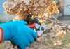 Готовим гортензию к зиме: обязательные этапы для успешной зимовки
