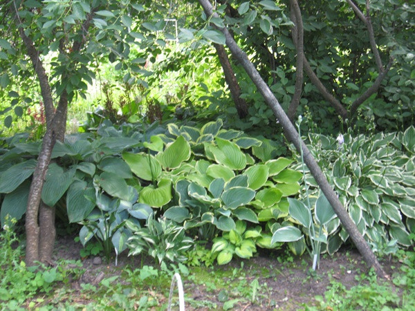 hosta-mini
