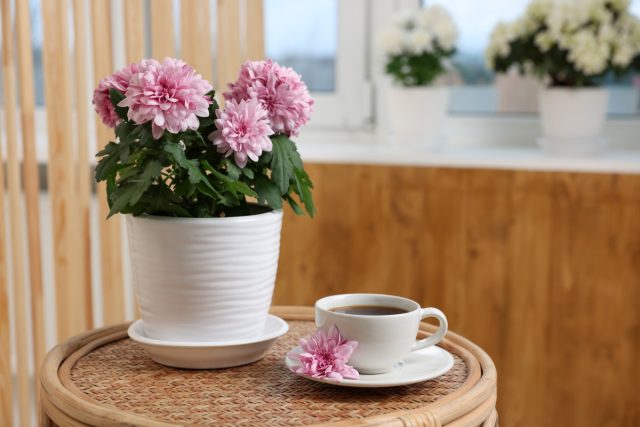 Уход за хризантемой в доме: растить нельзя высаживать