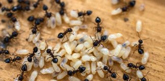 Как бороться с нашествием муравьев и не погубить полезных насекомых