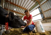 Как кормить стельную корову — составляем рацион КРС для периода стельности