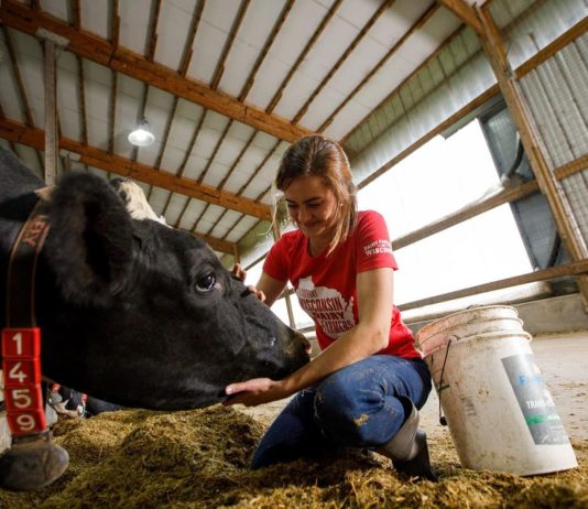 Как кормить стельную корову — составляем рацион КРС для периода стельности