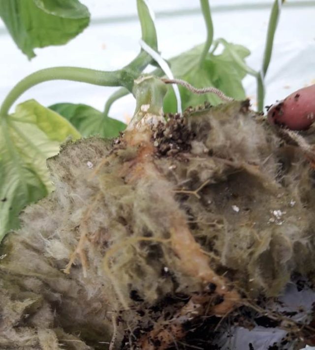 Патогенные виды грибов рода Fusarium поражают практически все выращиваемые в открытом грунте и теплицах растения Патогенные виды грибов рода Fusarium поражают практически все выращиваемые в открытом грунте и теплицах растения