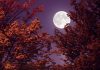 Лунный календарь садовых и огородных работ на октябрь 2023 года