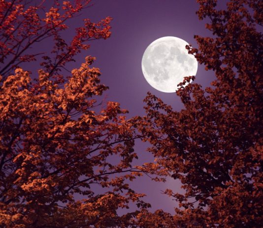 Лунный календарь садовых и огородных работ на октябрь 2023 года