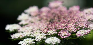 Настоящая находка для дизайна сада и кулинарии — рассказываем о дикой моркови