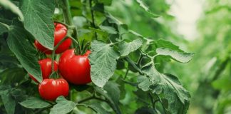 Не дайте белокрылке уничтожить урожай в теплице: чем бороться с вредителем