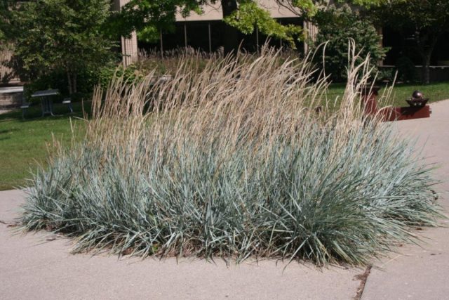 Сизые ниспадающие куртины колосняка песчаного «Блю Дюн» (Leymus arenarius 'Blue Dune') очень живописны в одиночных и групповых посадках.
