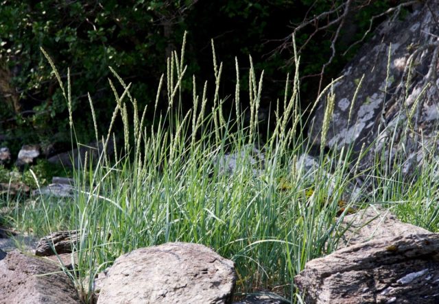 Высаживайте колосняк песчаный в первой половине вегетационного периода, чтобы он радовал вас пышной куртиной