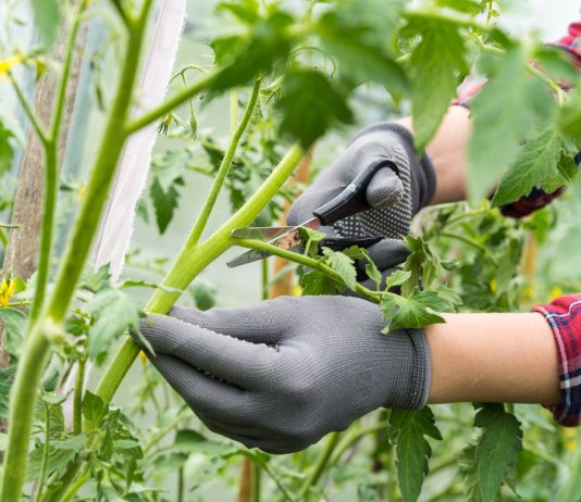 Не выбрасывайте ботву: 8 неожиданных способов использования томатных листьев